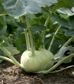 Kedluben bílý pozdní Gaston F1 - Brassica oleracea - semena kedlubnu - 50 ks