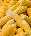 Kukuřice cukrová Elan F1 - Zea mays - semena kukuřice - 50 ks