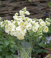 Лятна левкойка Anytime Yellow – Matthiola incana – семена от фиала – 60 бр.