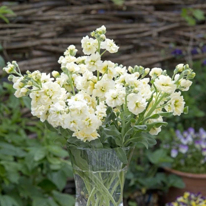 Лятна левкойка Anytime Yellow – Matthiola incana – семена от фиала – 60 бр.