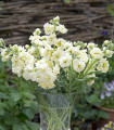 Лятна левкойка Anytime Yellow – Matthiola incana – семена от фиала – 60 бр.