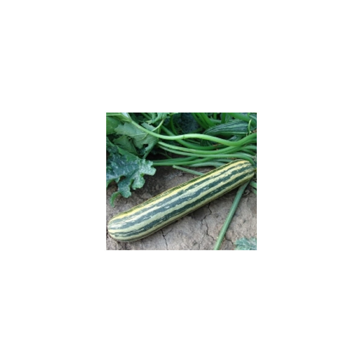 Moravoseed