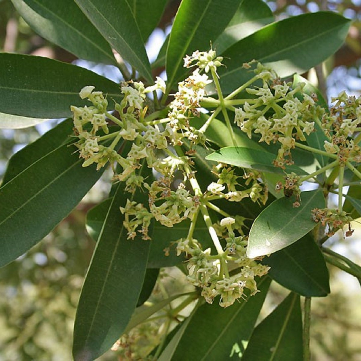 Pulai - Alstonia scholaris - semena pulai - 8 ks