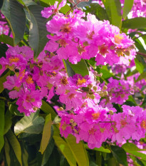 Lagerstroemie nádherná - Lagerstroemia floribunda - semena lagerstroemie - 7 ks