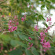 Indigovník barvířský - Indigofera tinctoria - semena indigovníku - 7 ks