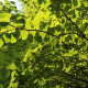 Zmarličník japonský - Cercidiphyllum japonicum - semena zmarličníku - 8 ks
