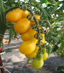 Rajče Perun - Solanum lycopersicum - semena rajčete - 100 ks
