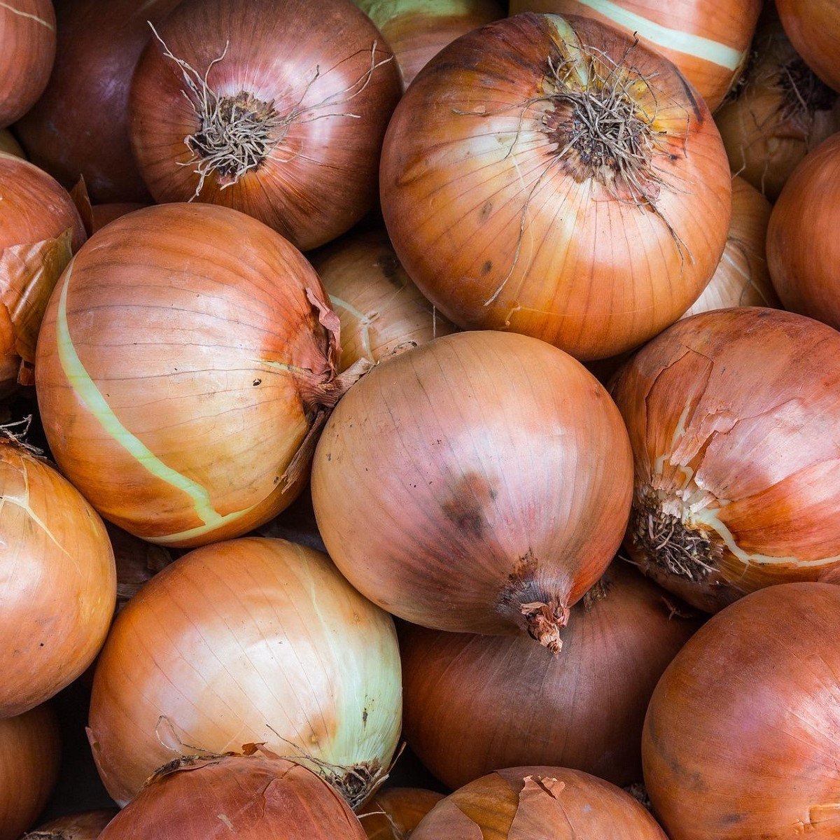 Cibule ozimá Winteria - Allium cepa - semena cibule - 250 ks