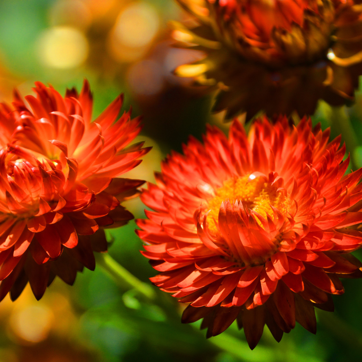Slaměnka červená - Helichrysum bracteatum - semena slaměnky - 500 ks