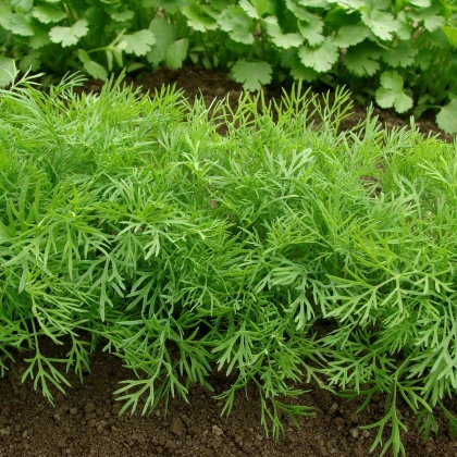 Kopr vonný Ella - Anethum graveolens - semena kopru - 400 ks