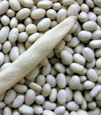 Fazol keříčkový Petronila - Phaseolus vulgaris - semena fazolu - 50 ks