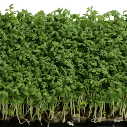 Řeřicha zahradní Mega - Lepidium sativum - semena řeřichy - 800 ks