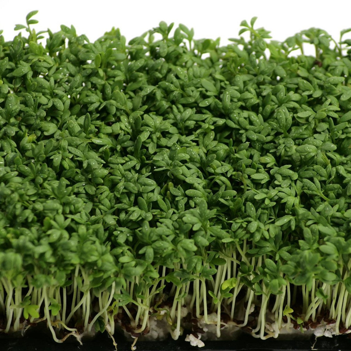 Řeřicha zahradní Mega - Lepidium sativum - semena řeřichy - 800 ks