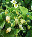 Jahodník měsíční Yellow Wonder - Fragaria vesca - semena jahodníku - 200 ks