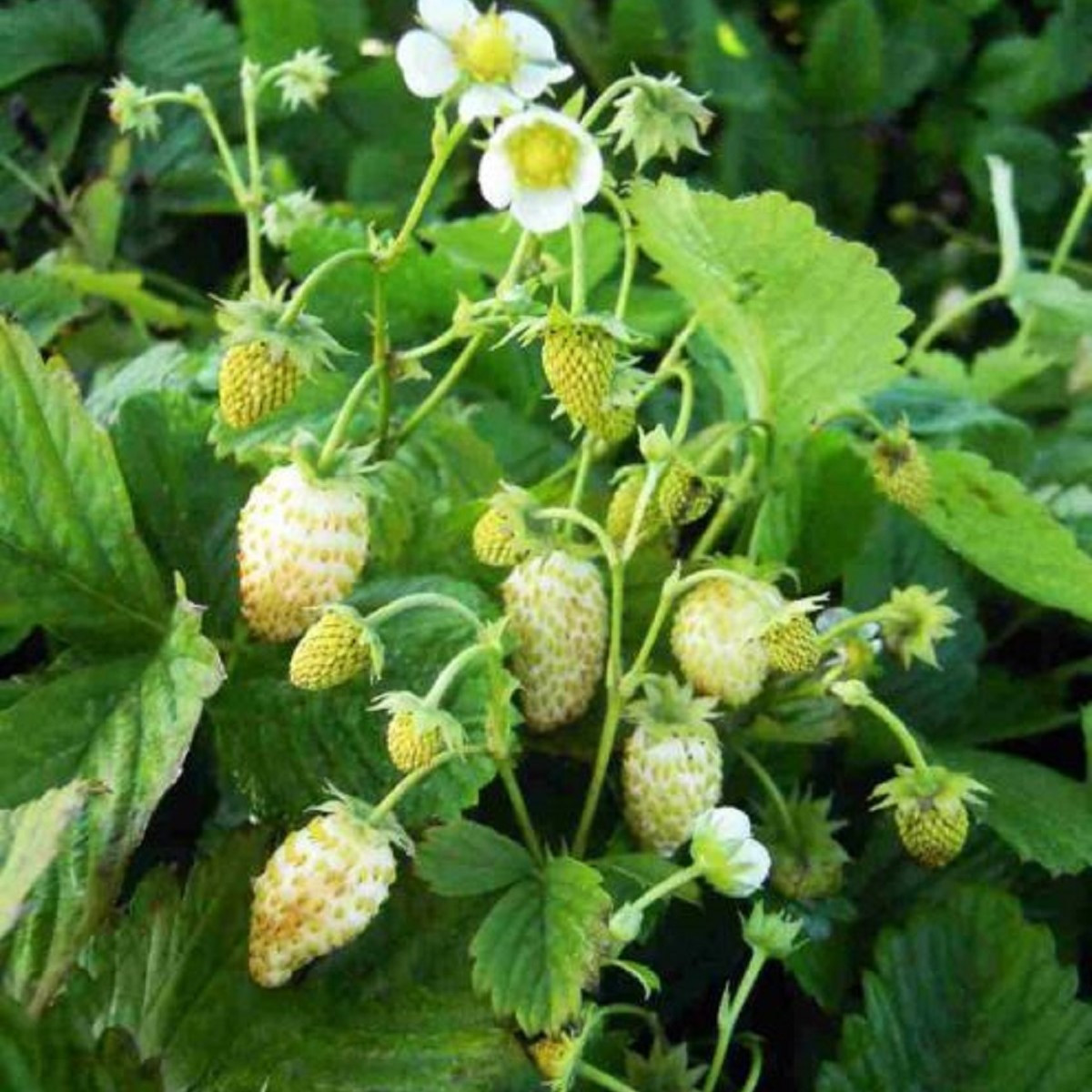 Jahodník měsíční Yellow Wonder - Fragaria vesca - semena jahodníku - 200 ks