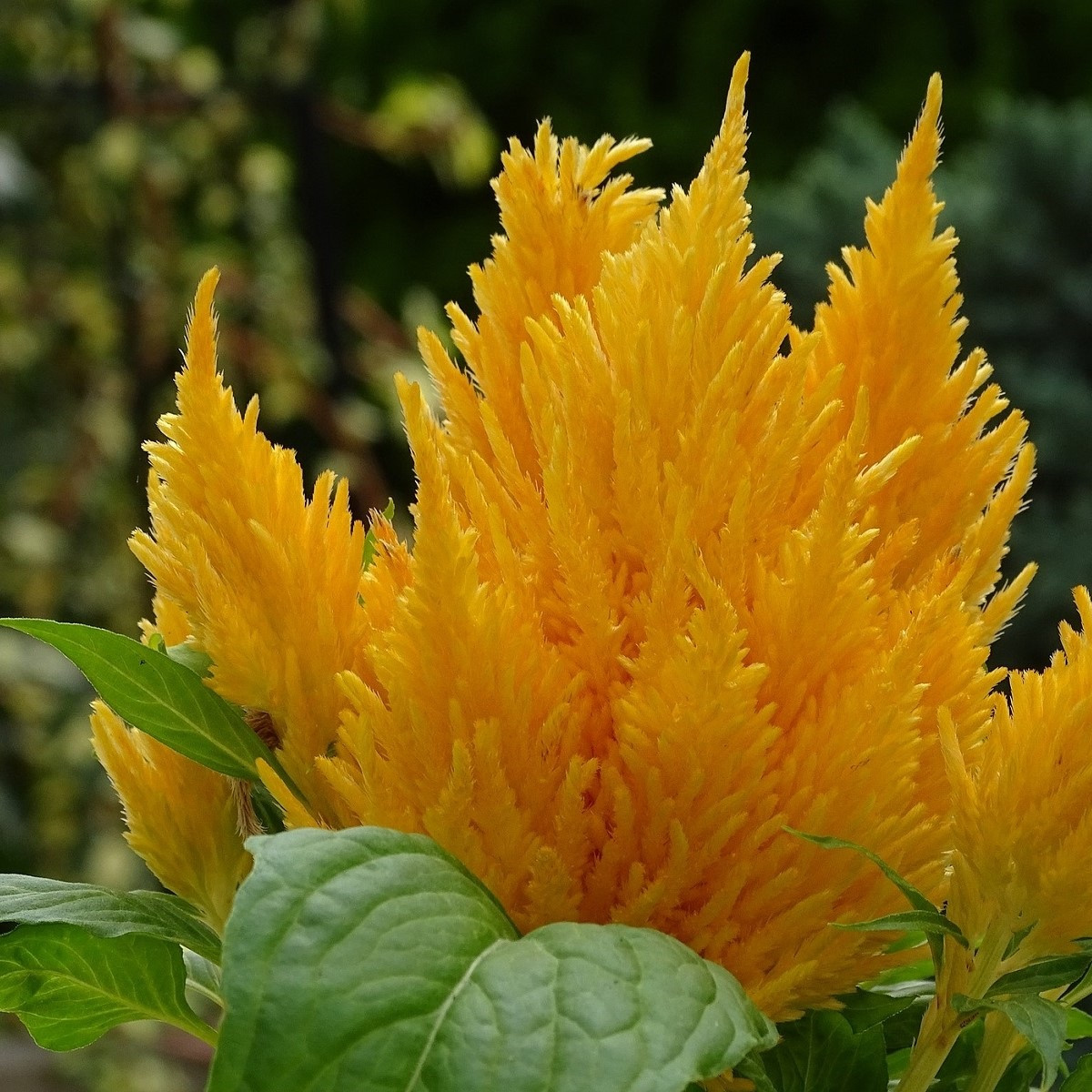 Nevadlec žlutý - Celosia plumosa - semena celosie - 50 ks