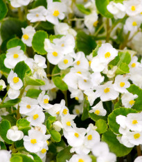 Бегония „Супер Олимпия“ бяла F1 – Begonia semperflorens – семена от бегония – 20 бр.