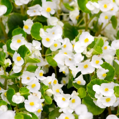 Бегония „Супер Олимпия“ бяла F1 – Begonia semperflorens – семена от бегония – 20 бр.