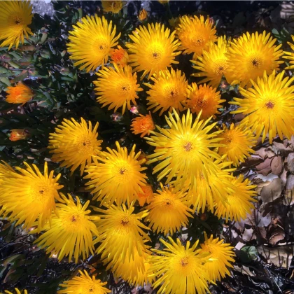 Lampranthus žlutý - Lampranthus glaucus - semena lampranthus - 10 ks