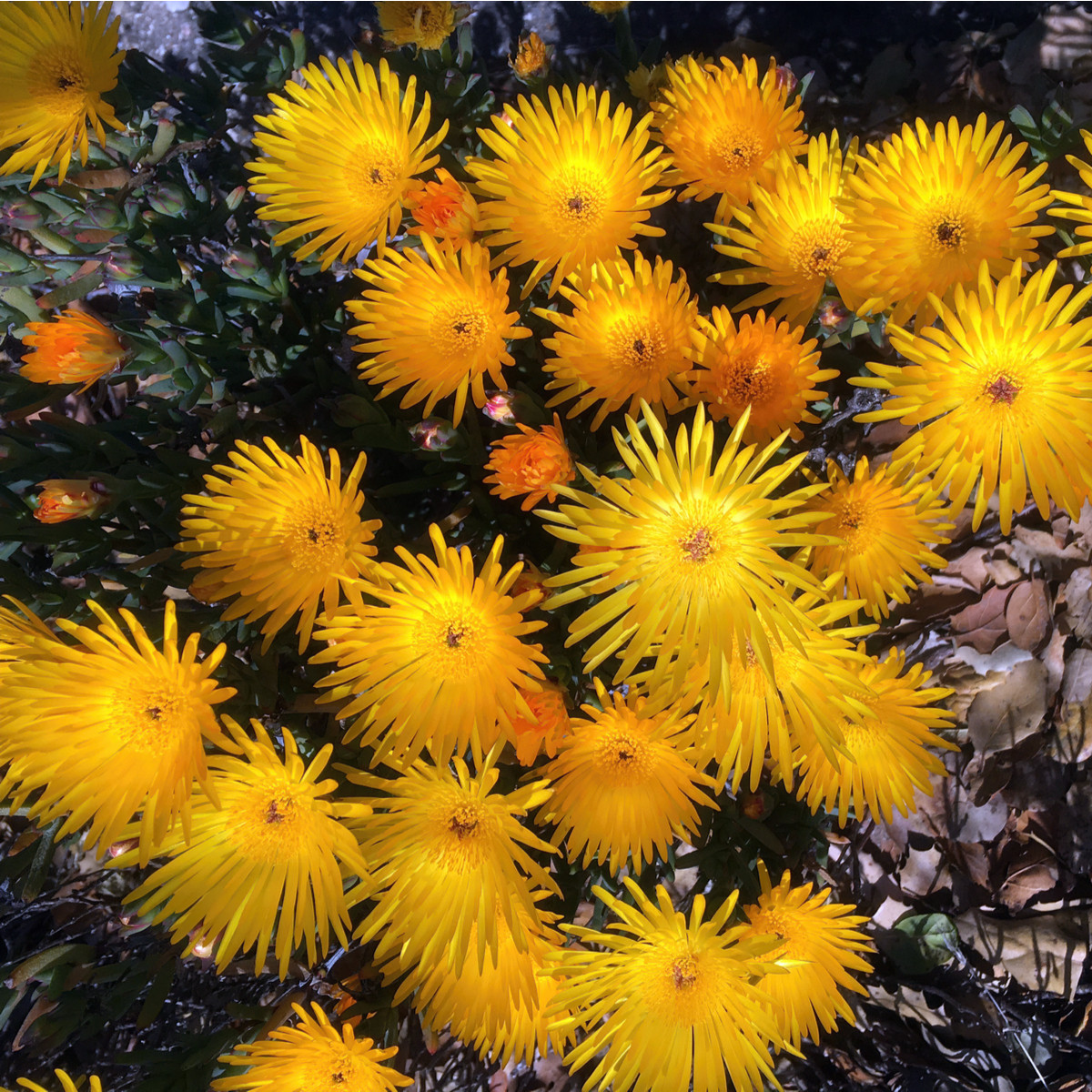 Lampranthus žlutý - Lampranthus glaucus - semena lampranthus - 10 ks