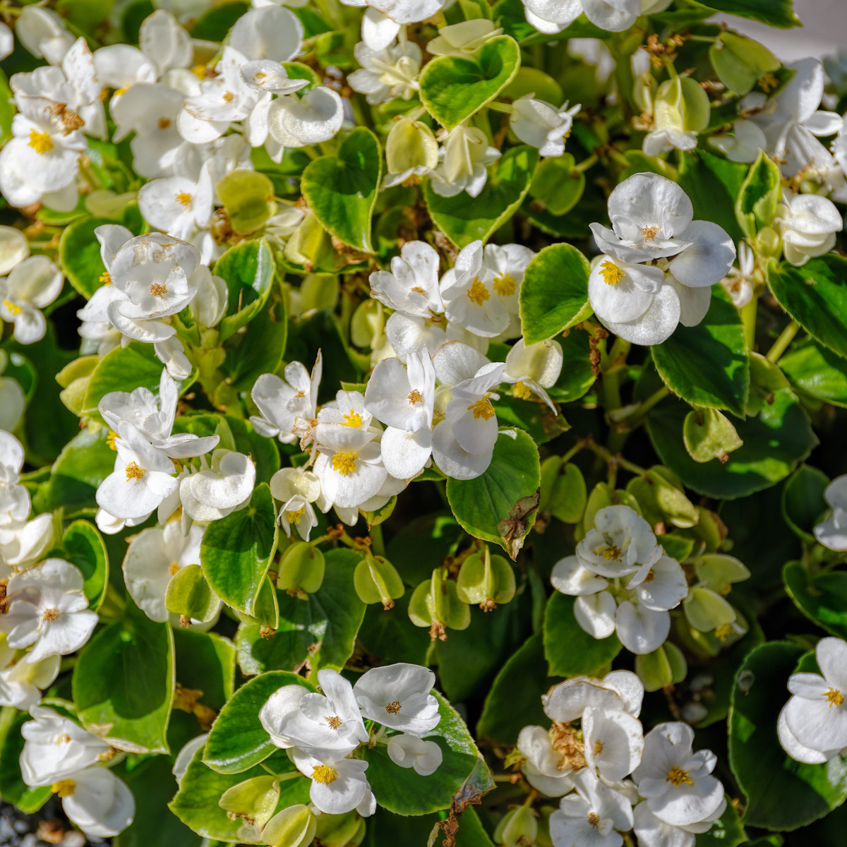 Begónie Ganymed White F1 - Begonia semperflorens - semena begónie - 20 ks