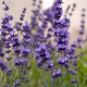 Levandule Hidcote Blue Strain - Lavandula angustifolia - semena levandule - 30 ks