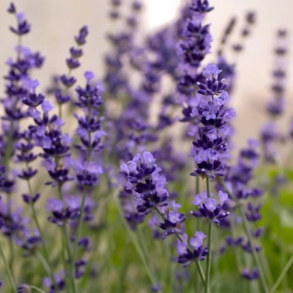 Levandule Hidcote Blue Strain - Lavandula angustifolia - semena levandule - 30 ks