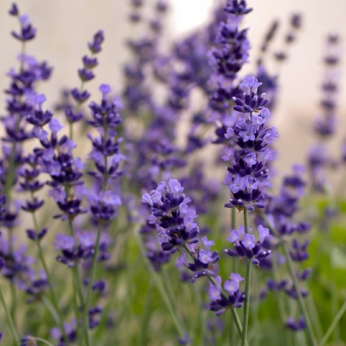 Levandule Hidcote Blue Strain - Lavandula angustifolia - semena levandule - 30 ks
