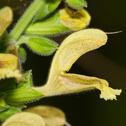 Šalvěj žlutá lepkavá - Salvia glutinosa - semena šalvěje - 20 ks