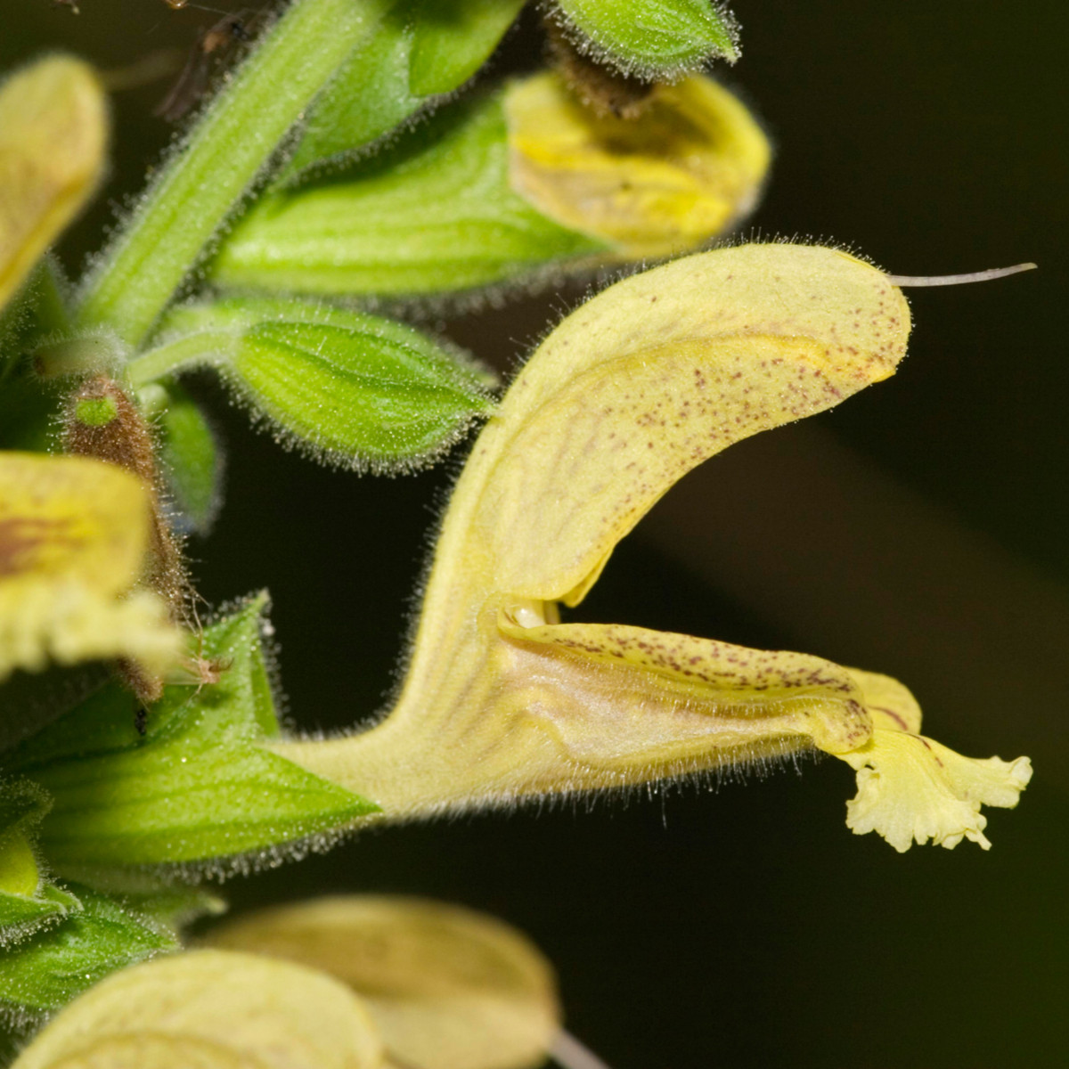Šalvěj žlutá lepkavá - Salvia glutinosa - semena šalvěje - 20 ks
