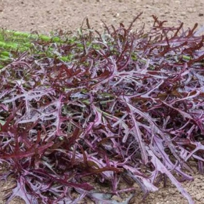 Hořčice Moutarde Rouge Metis - Brassica juncea - semena hořčice - 100 ks