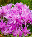 Ocún Waterlily - Colchicum - hlízy ocúnu - 1 ks