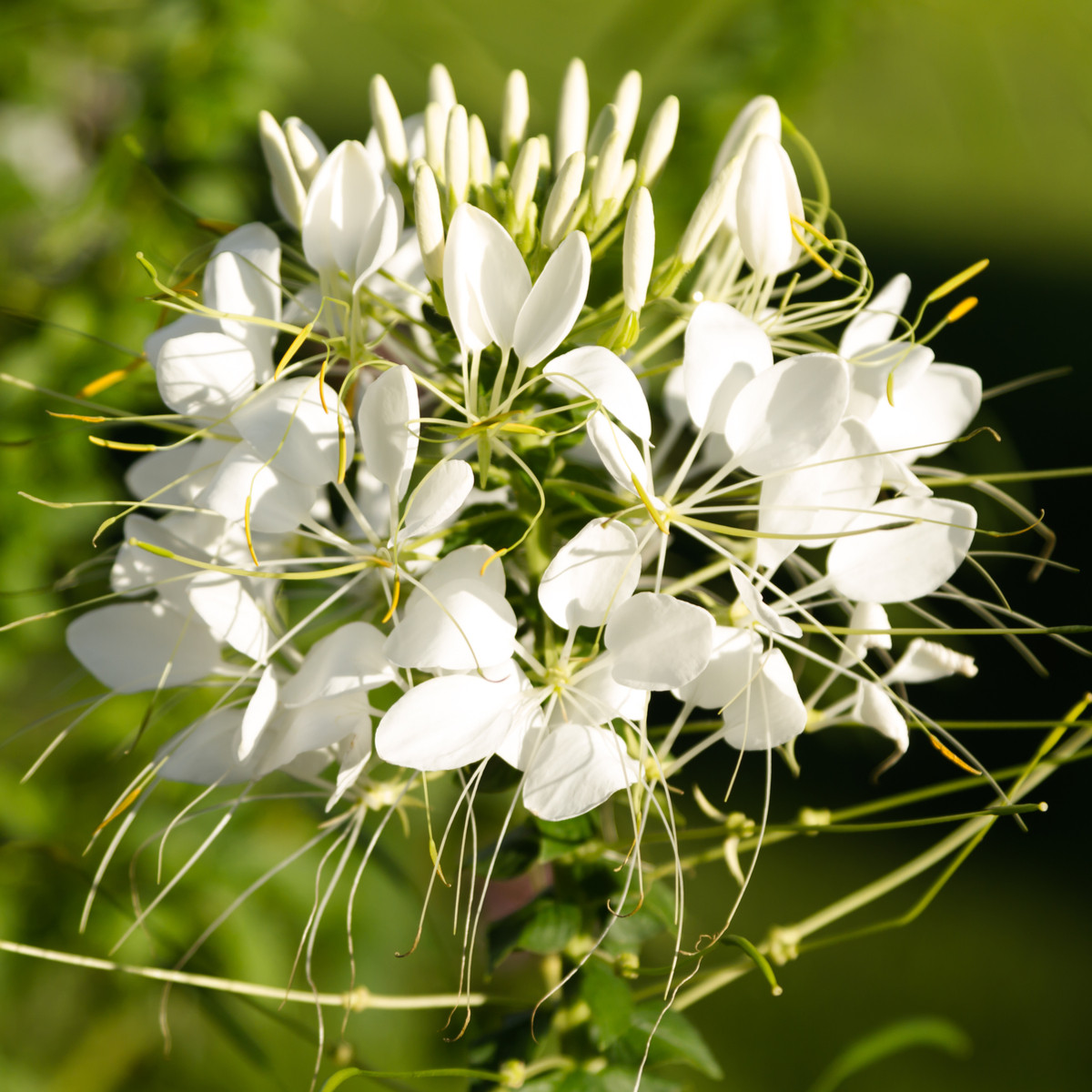 Luštěnice trnitá bílá - Cleome houtteana - semena luštěnice - 10 ks