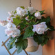 Begonie Angelique - Begonia odorata - hlízy begonie - 2 ks