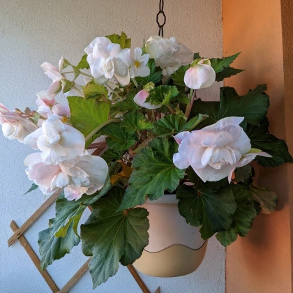 Begonie Angelique - Begonia odorata - hlízy begonie - 2 ks