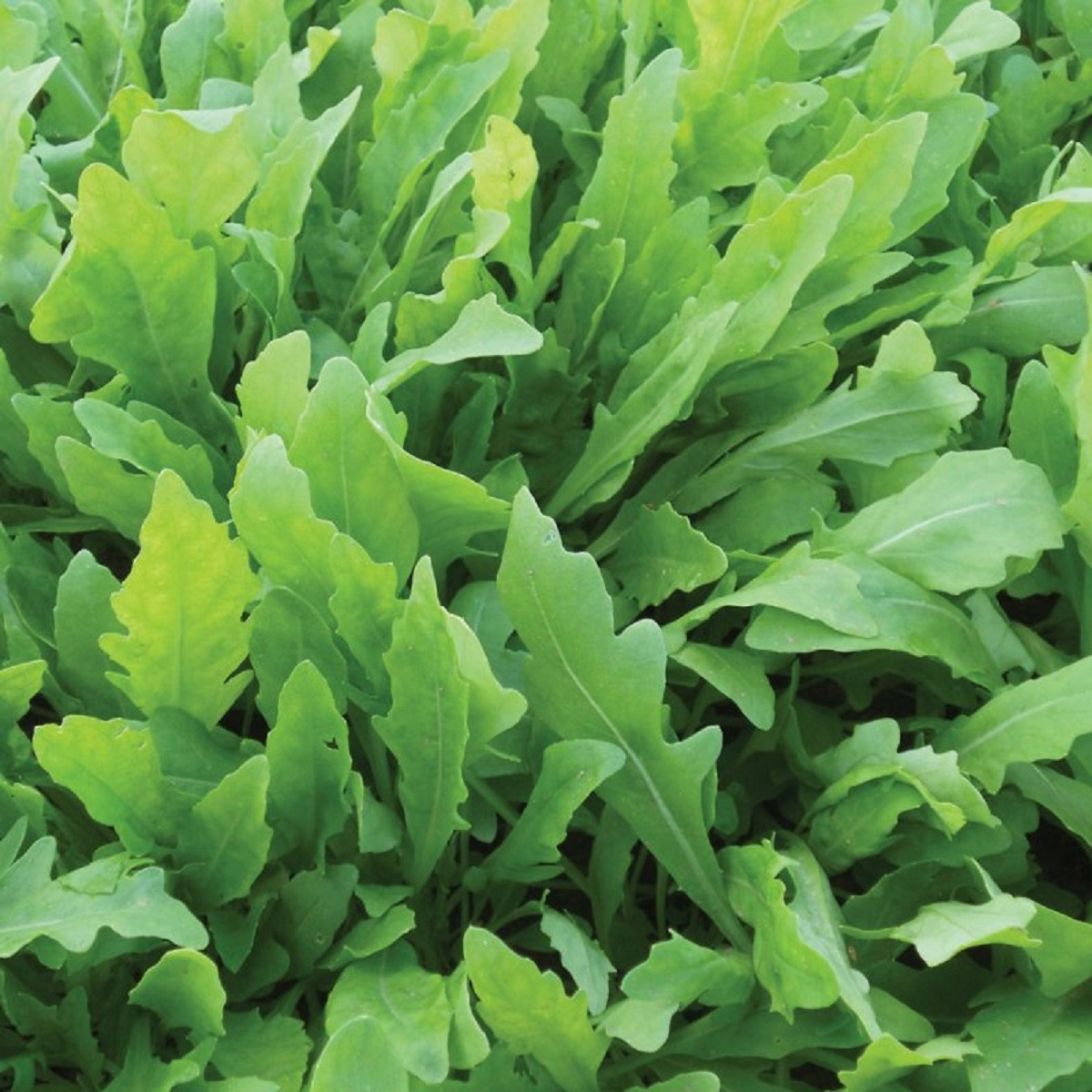 Rukola k rychlení do bytu Speedy - Eruca sativa - semena rukoly - 300 ks