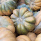 Dýně muškátová - Cucurbita moschata - semena dýně - 5 ks