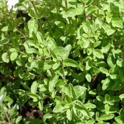 Majoránka divoká - Pot marjoram - semena majoránky - 500 ks