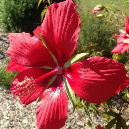 Ибискус ален - Hibiscus coccineus - семена на ибискус - 15 бр.