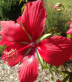 Ибискус ален - Hibiscus coccineus - семена на ибискус - 15 бр.