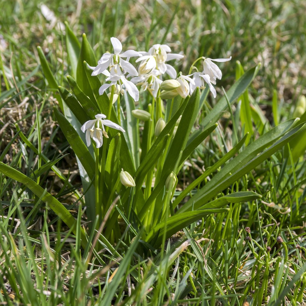 Ladoňka sibiřská bílá - Scilla siberica alba - cibule ladoňky - 3 ks