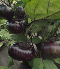 Патладжан Laura - Solanum melongena - семена патладжан - 30 бр.