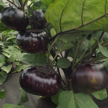 Патладжан Laura - Solanum melongena - семена патладжан - 30 бр.