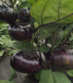 Патладжан Laura - Solanum melongena - семена патладжан - 30 бр.