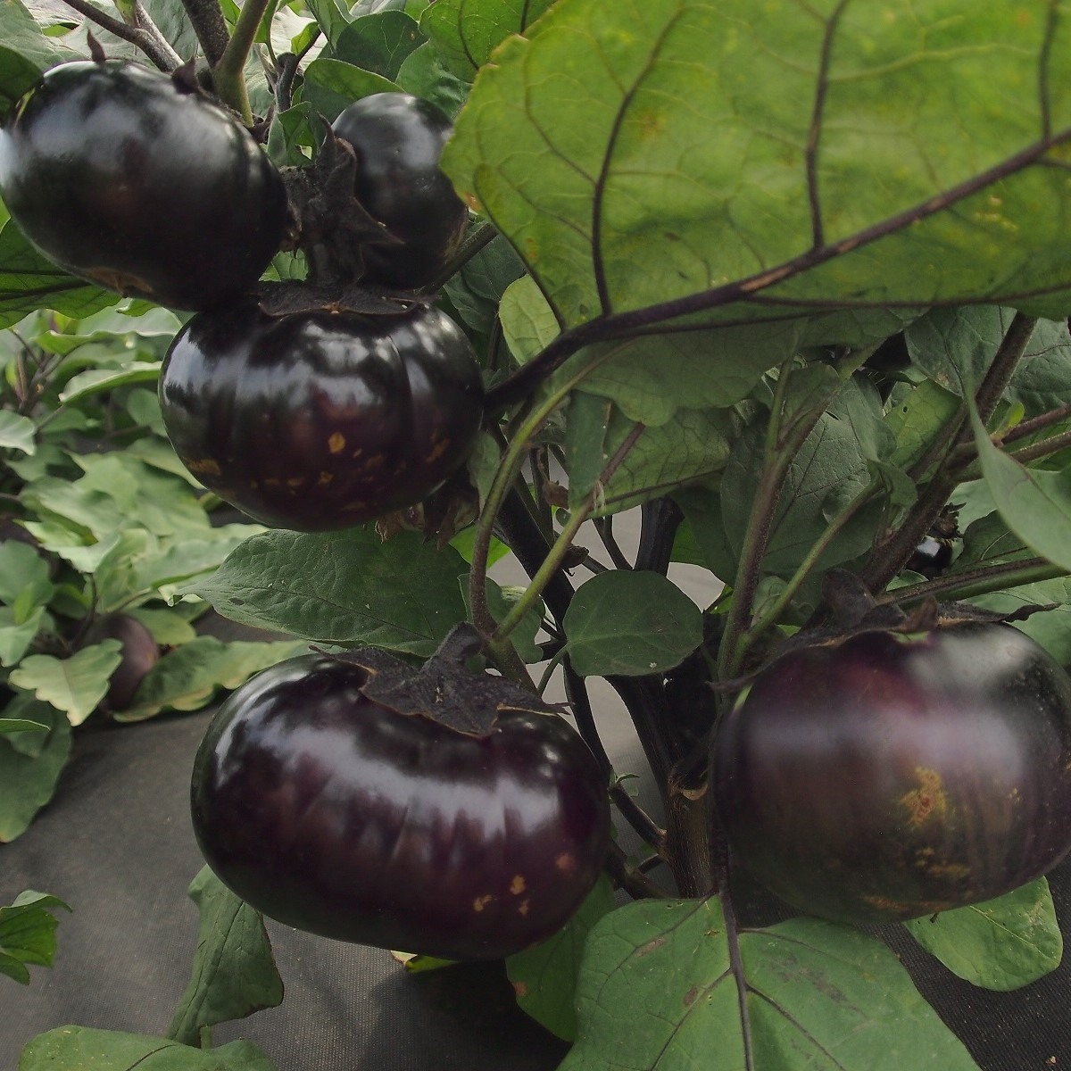Патладжан Laura - Solanum melongena - семена патладжан - 30 бр.