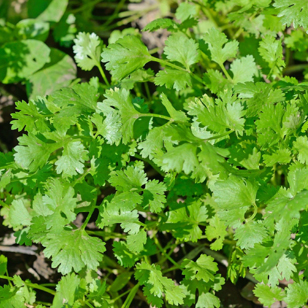 Koriandr setý Cadiz - Coriandrum sativum - semena koriandru - 100 ks
