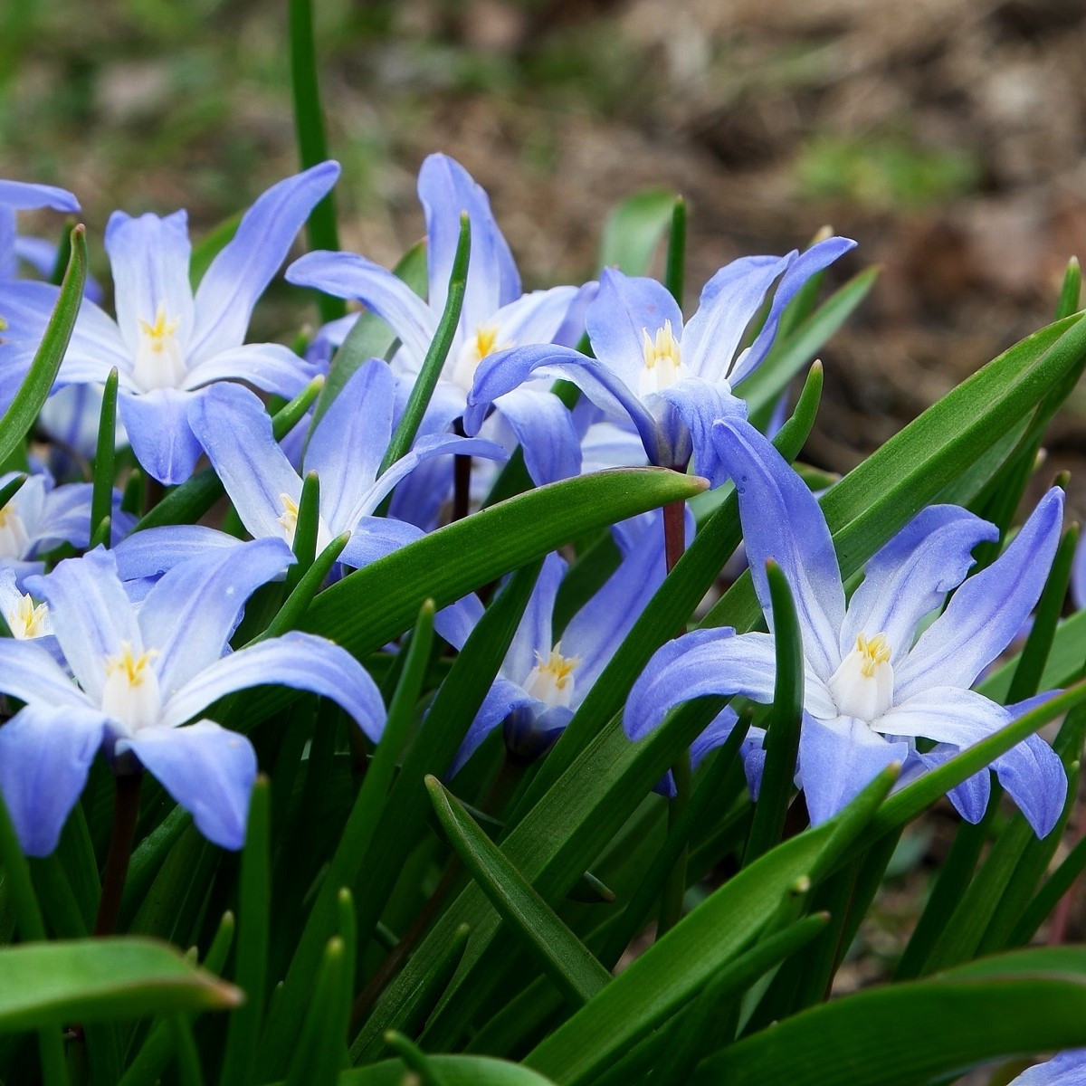 Ladonička bělomodrá - Chionodoxaforbesi blue - cibule ladoničky - 5 ks