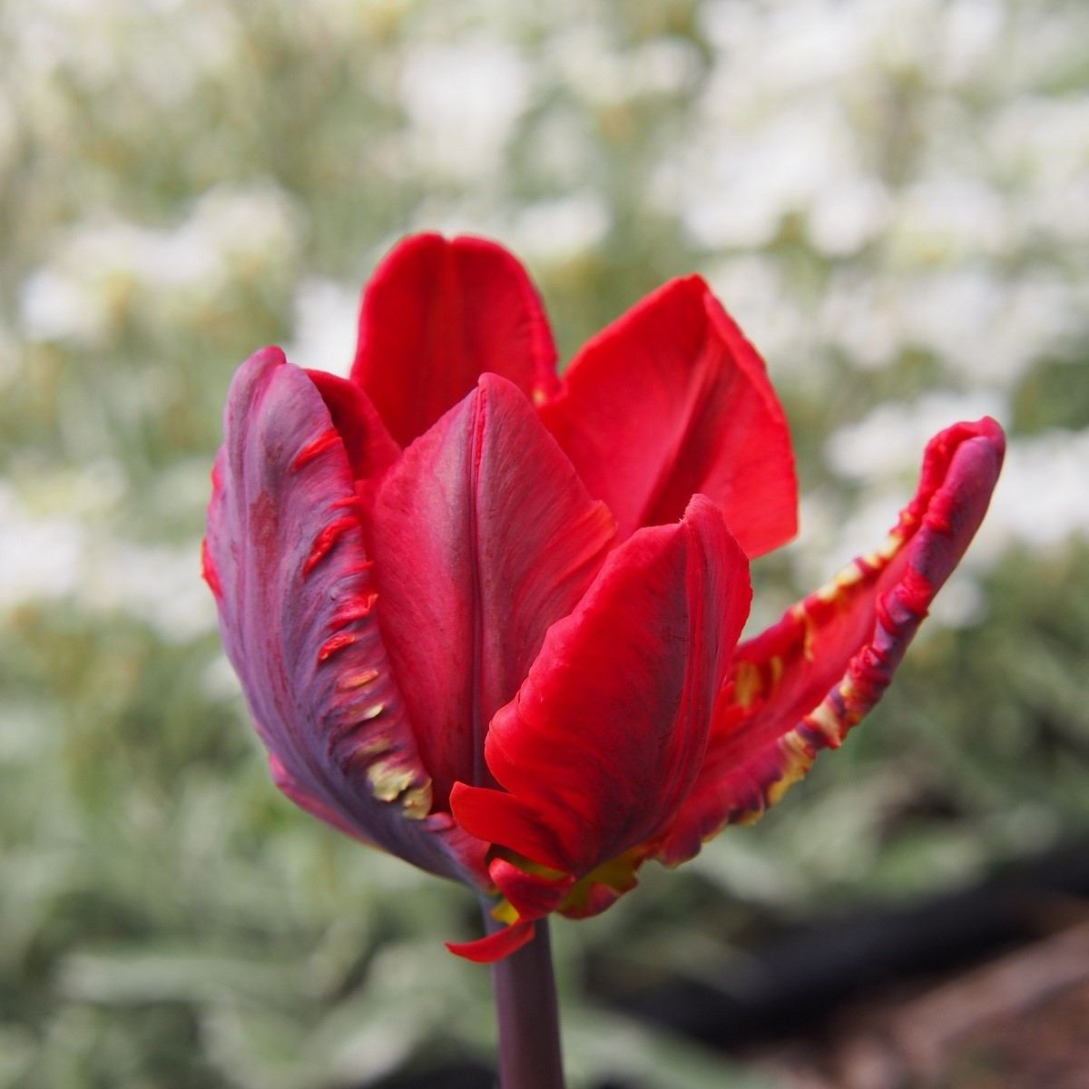Tulipán Rococo - Tulipa - cibule tulipánu - 3 ks