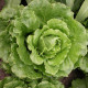 Salát římský Galander - Lactuca sativa var. romana gars - semena salátu - 300 ks