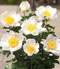 Pivoňka Patio Dublin - Paeonia lactiflora - hlízy pivoňky - 1 ks